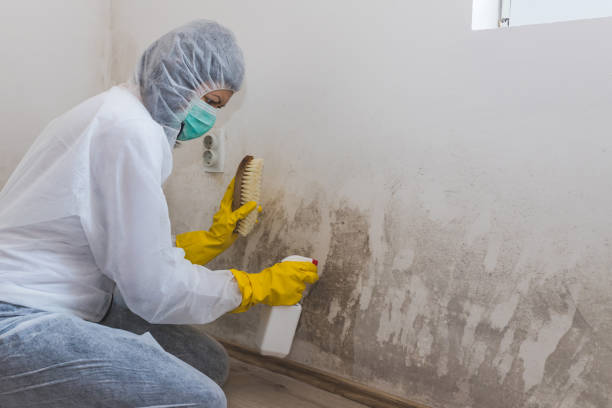Best Black Mold Removal  in Bristol, VA