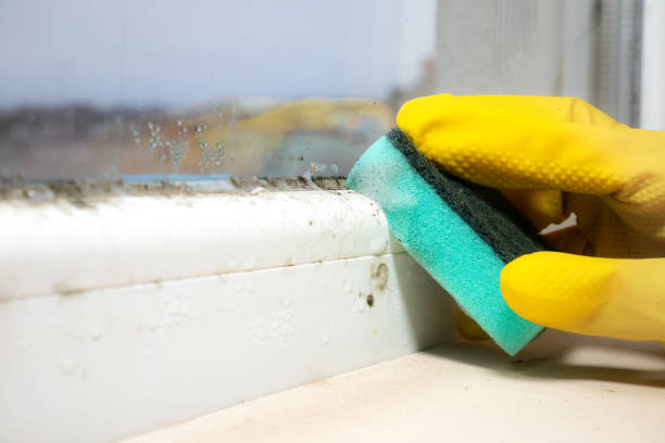 Mold Testing and Removal in Bristol, VA
