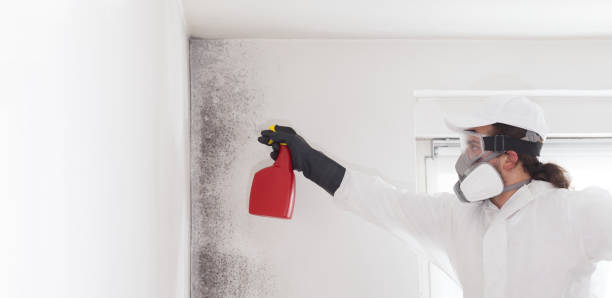 Best Mold Removal Company Near Me  in Bristol, VA