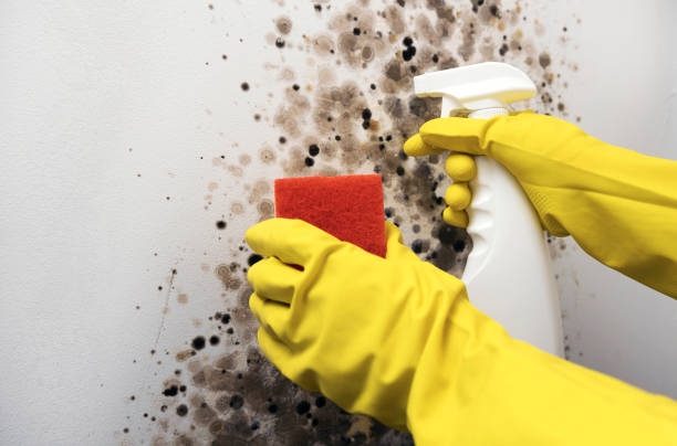 Best Local Mold Removal Service  in Bristol, VA