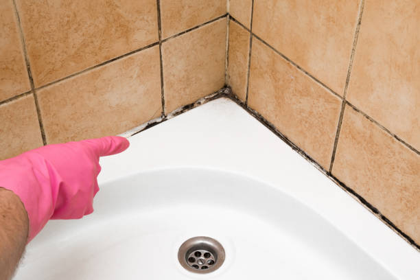 Best Fast Mold Removal  in Bristol, VA